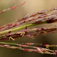 Chrysopogon zizanioides (L.) Roberty